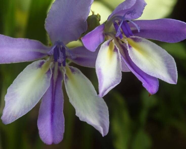 Babiana noctiflora — houseplant care guide