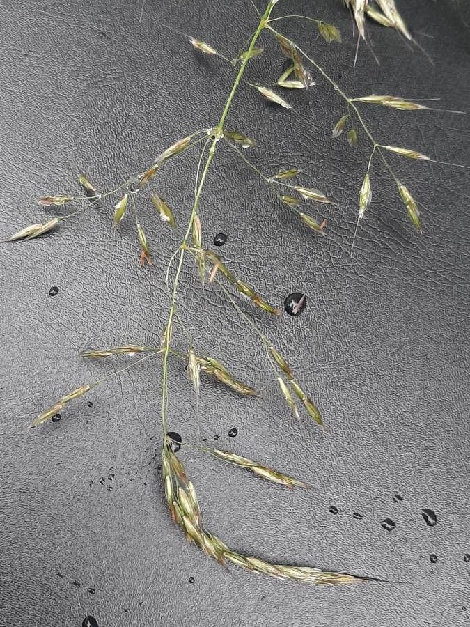 Piptatherum coerulescens flower