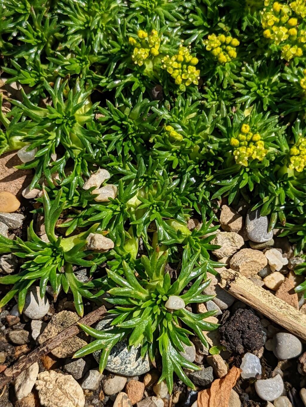 Azorella trifurcata — houseplant care guide