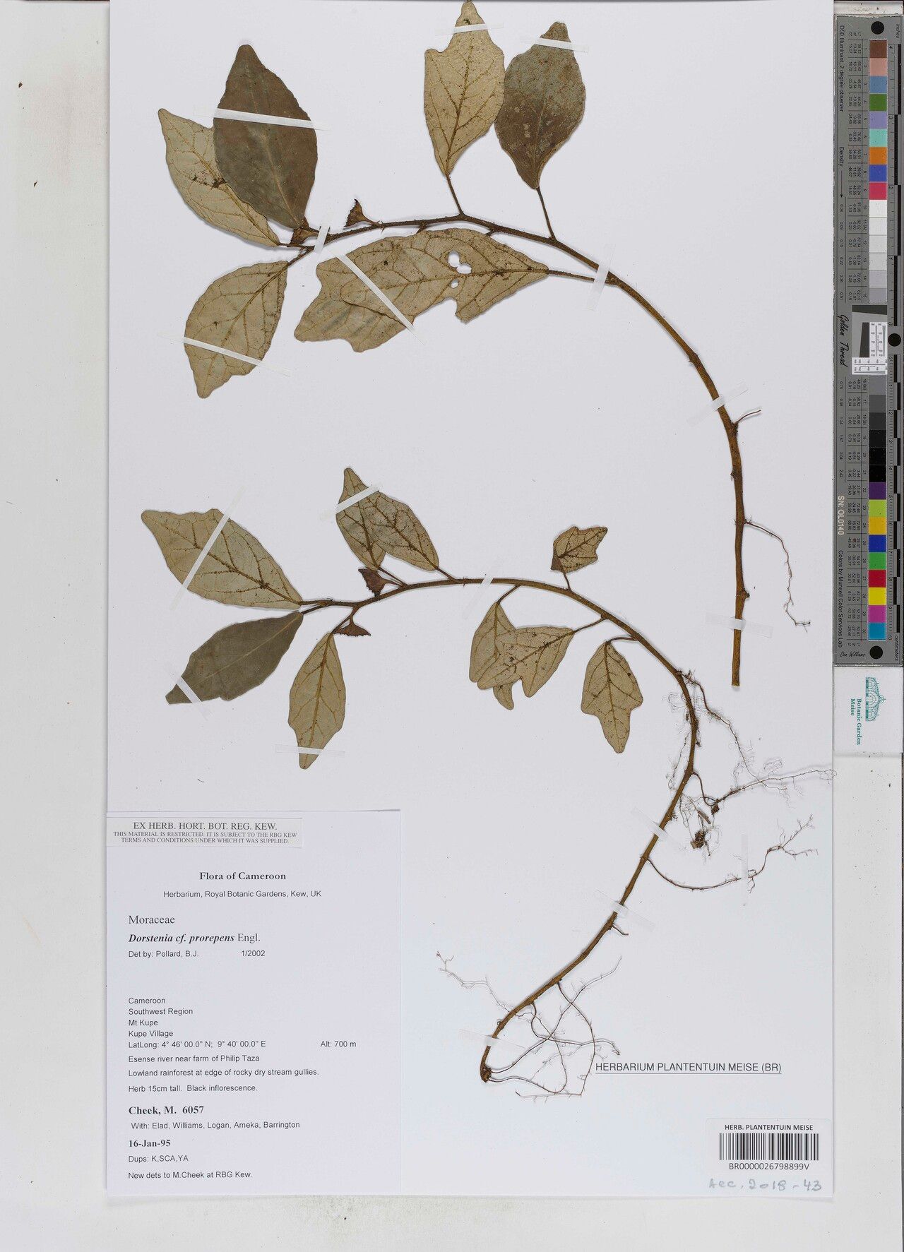 Dorstenia prorepens — search result for 'Dorstenia'