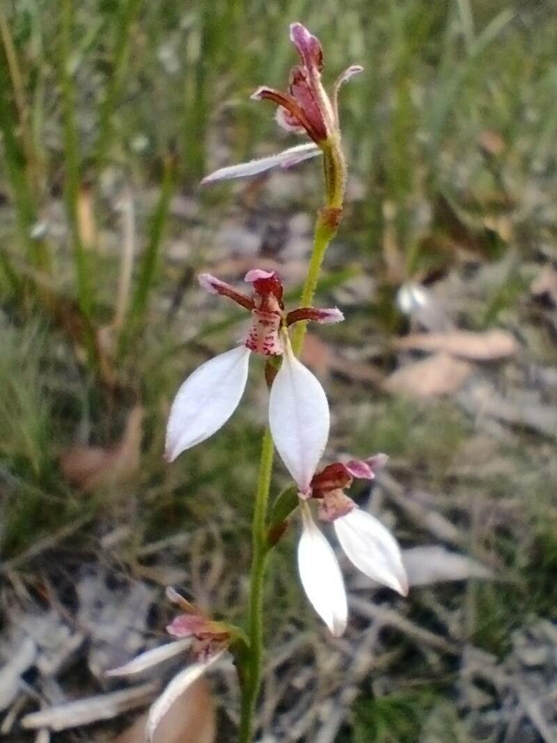 Eriochilus cucullatus flower