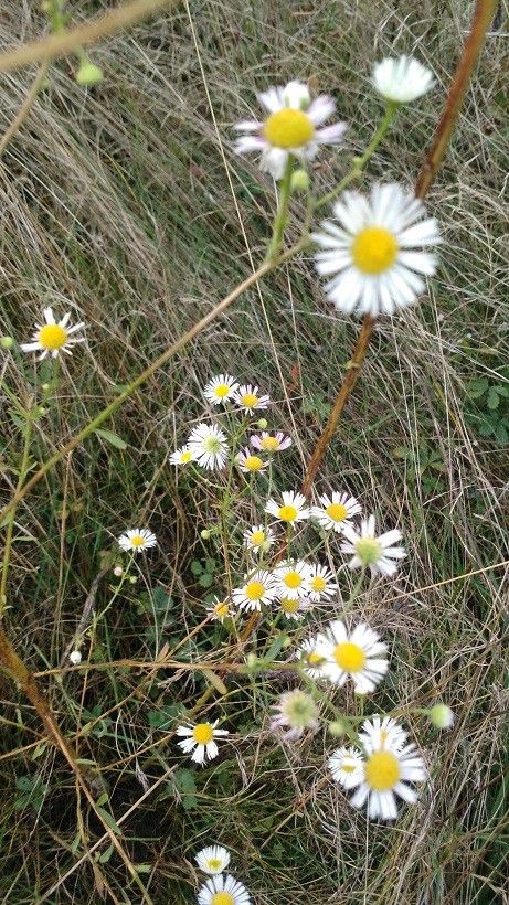Boltonia asteroides habit