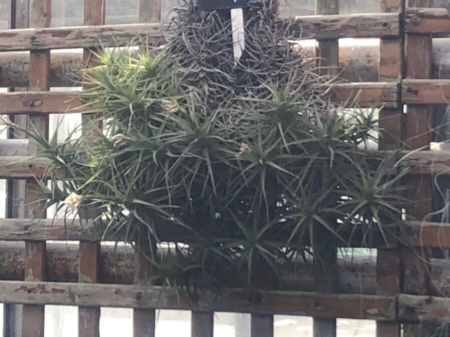 Tillandsia bergeri — search result for 'Bromeliaceae'