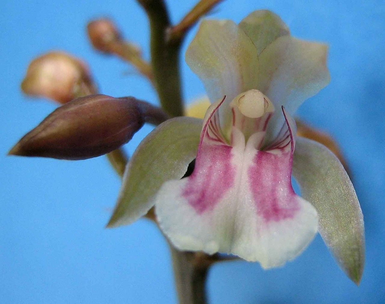 Oeceoclades maculata flower
