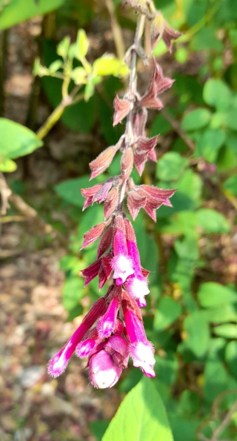 Salvia involucrata flower