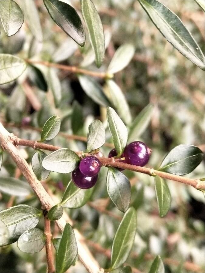 Lonicera pileata fruit
