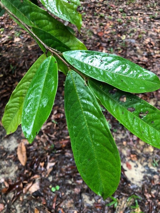 Polyalthia cinnamomea leaf