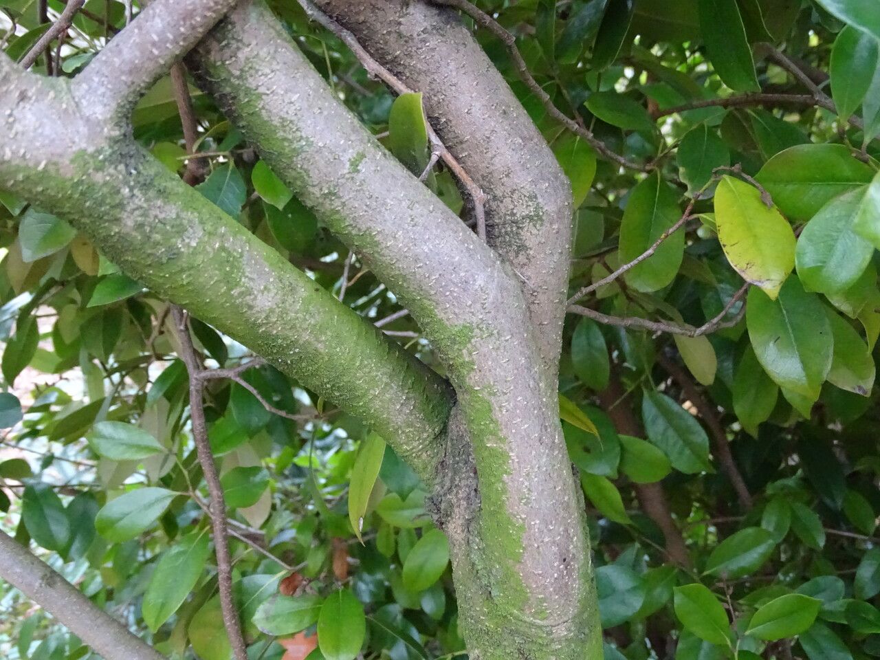 Distylium racemosum bark