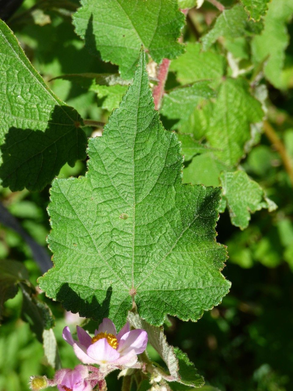 Sparrmannia ricinocarpa leaf