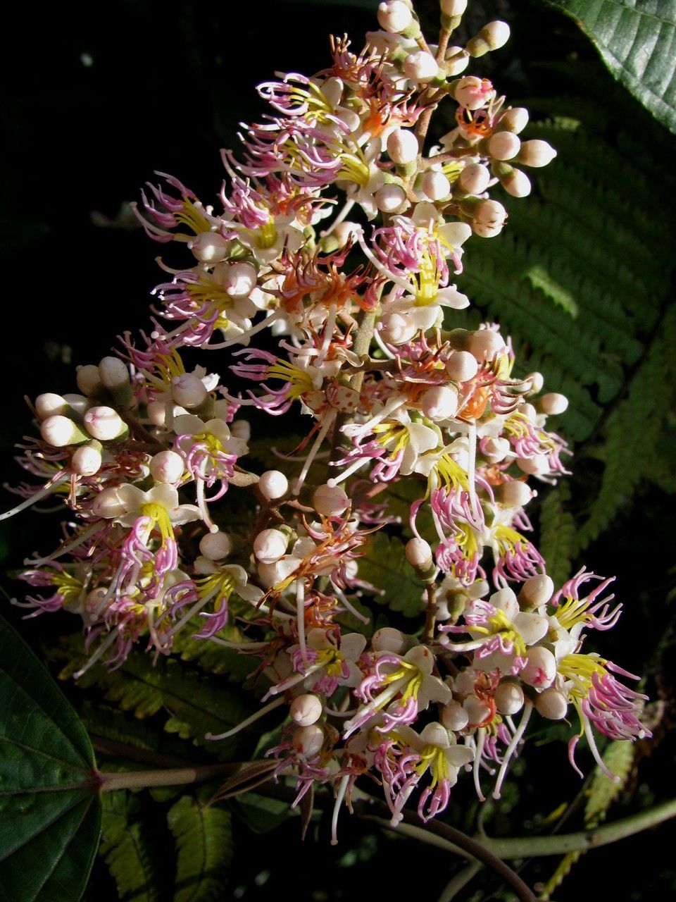 Miconia donaeana flower