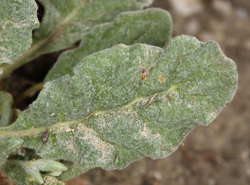 Eriogonum gossypinum — search result for 'Eriogonum'