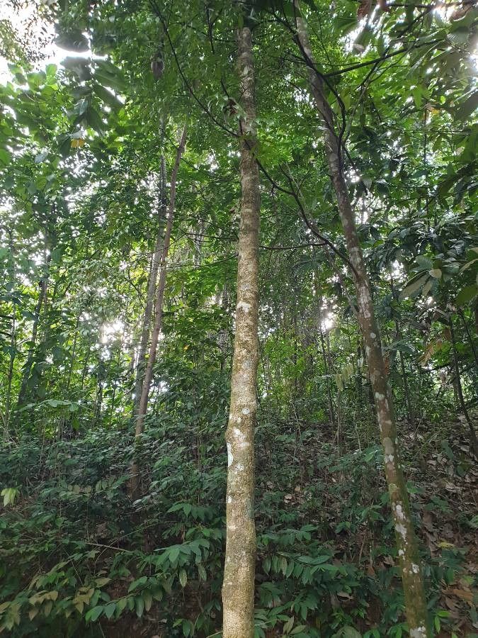 Drypetes pendula — houseplant care guide