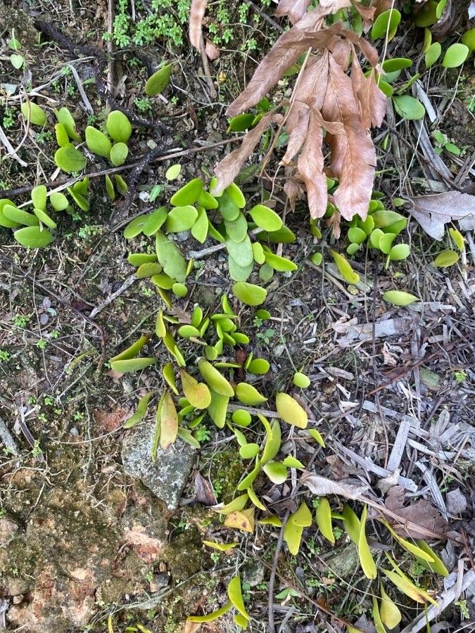 Pyrrosia piloselloides leaf