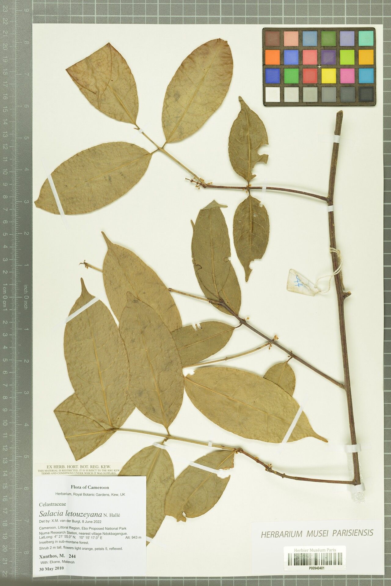 Salacia letouzeyana — houseplant care guide