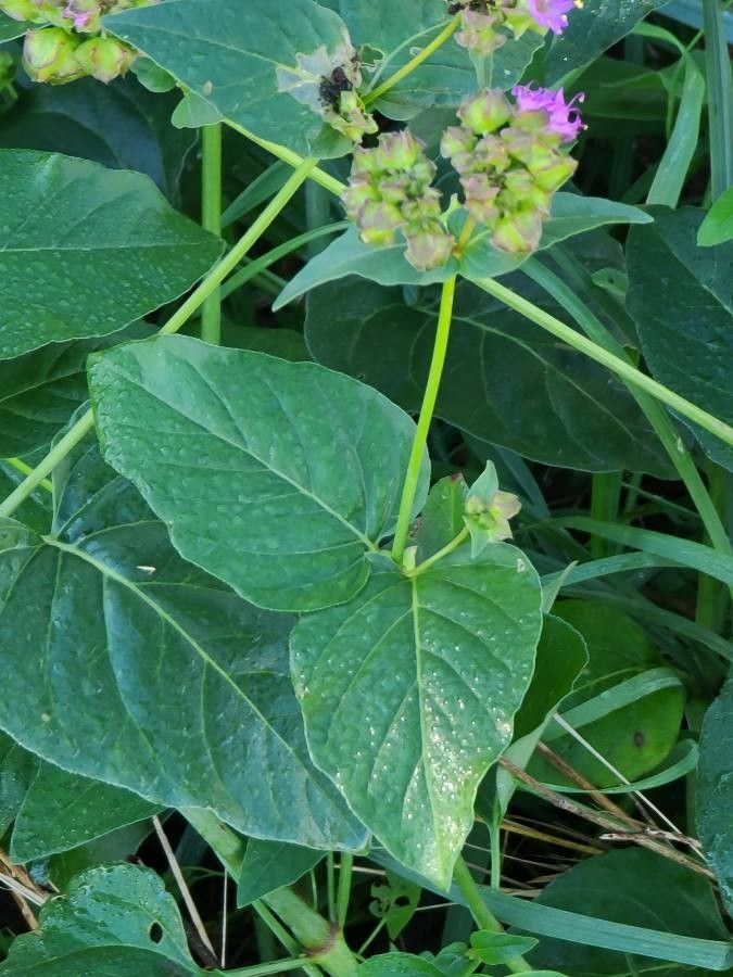 Mirabilis nyctaginea leaf