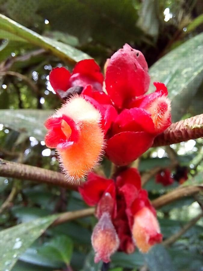 Drymonia coriacea flower