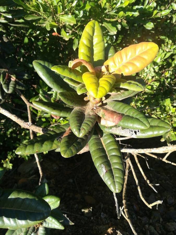 Xanthostemon macrophyllus — houseplant care guide