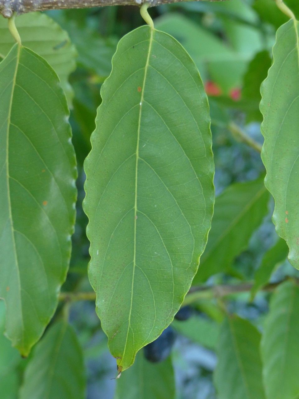 Cananga odorata leaf