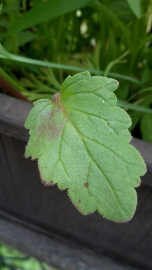 Phacelia nashiana — search result for 'Phacelia'