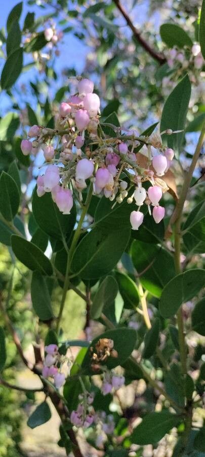 Arctostaphylos manzanita flower