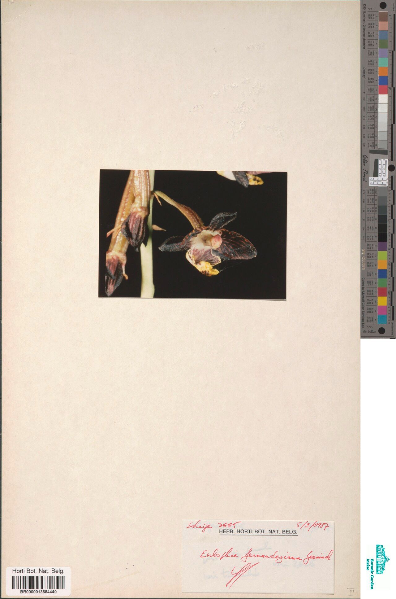 Eulophia fernandeziana — houseplant care guide