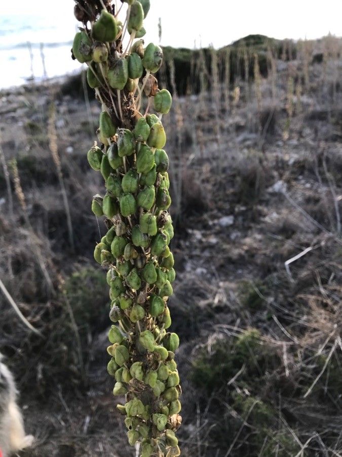 Drimia maritima fruit