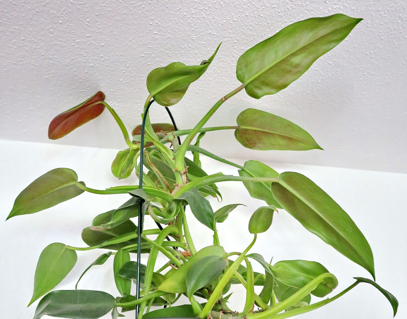 Philodendron sagittifolium habit