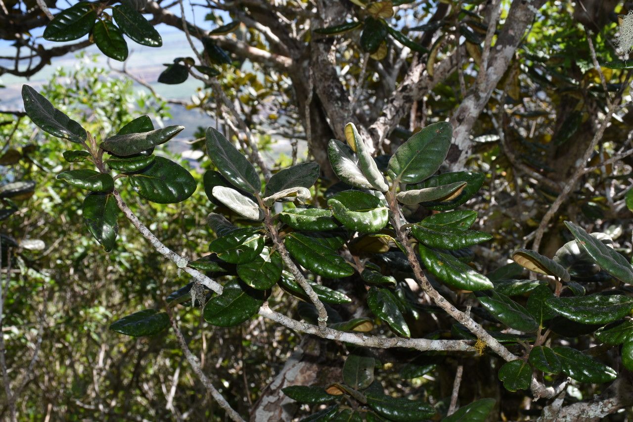 Eugenia tinifolia habit