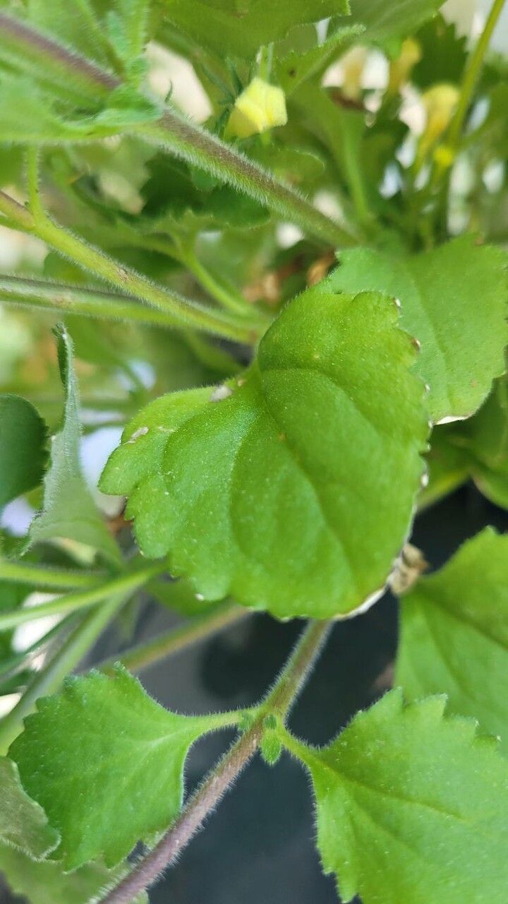 Jamesbrittenia grandiflora leaf