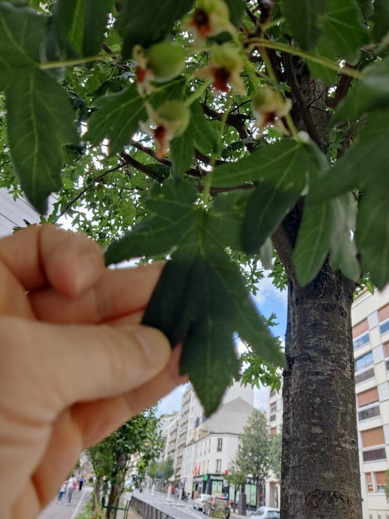 Eriolobus trilobatus flower