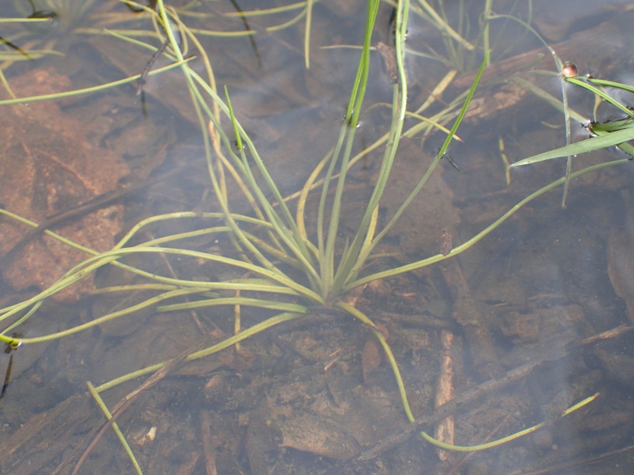Isoetes setacea habit
