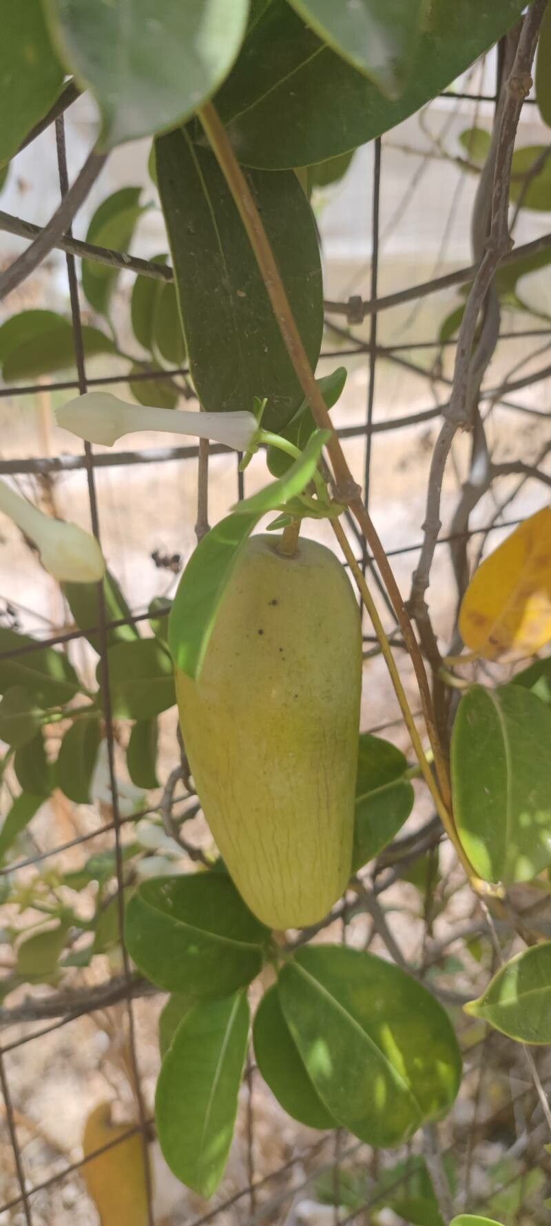 Stephanotis floribunda fruit