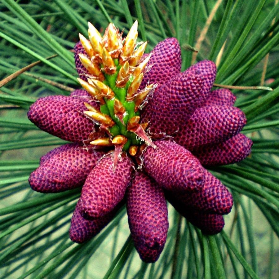 Pinus elliottii flower