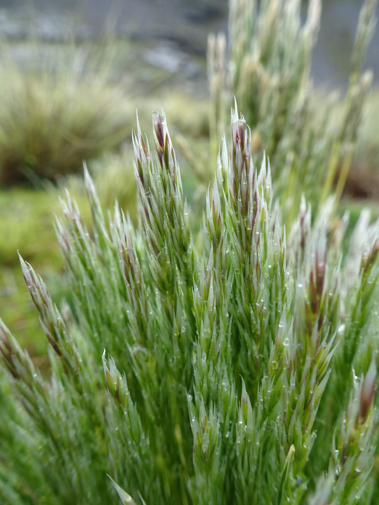 Cinnagrostis vicunarum flower