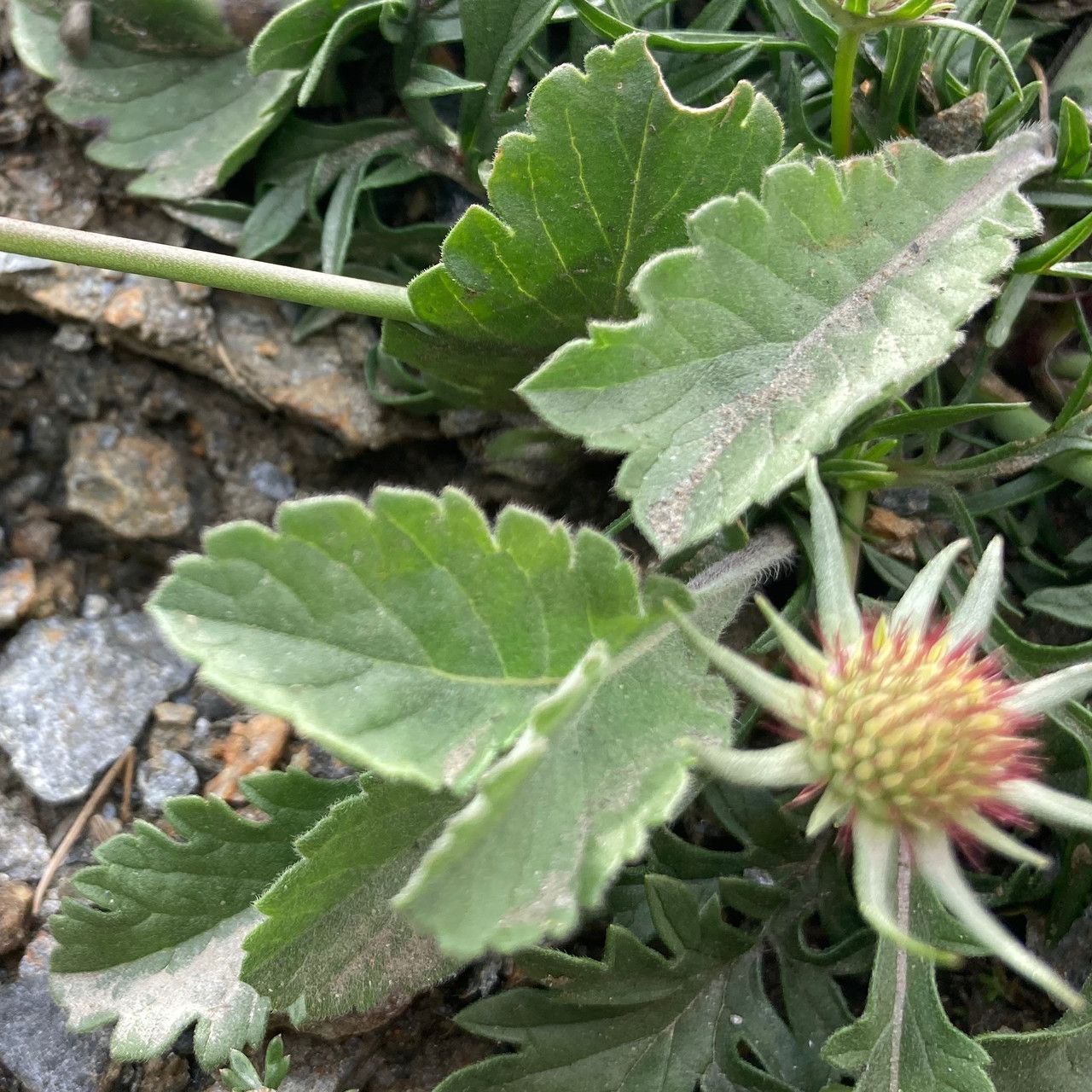 Scabiosa vestita leaf
