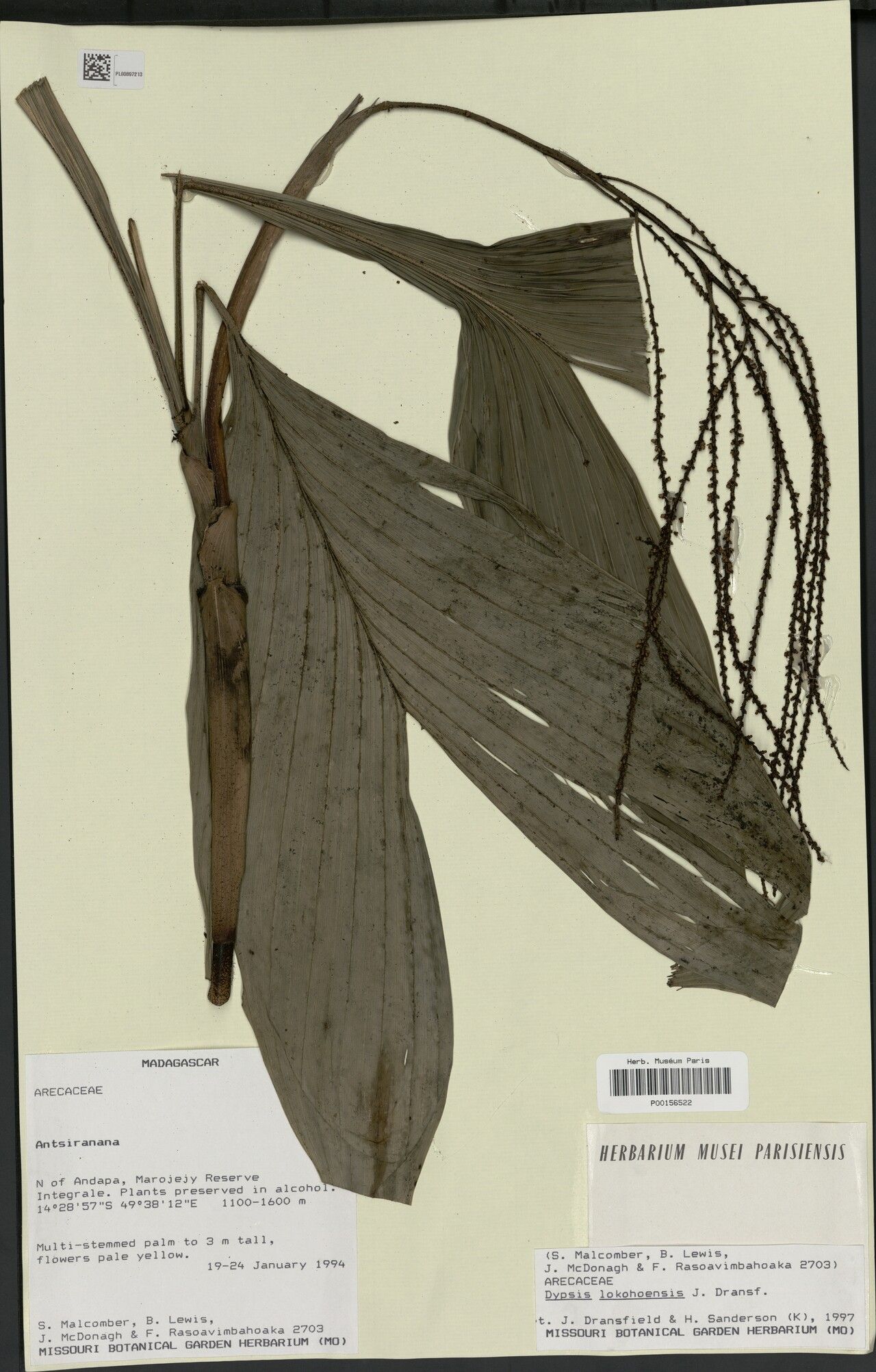 Dypsis lokohoensis — search result for 'Dypsis'