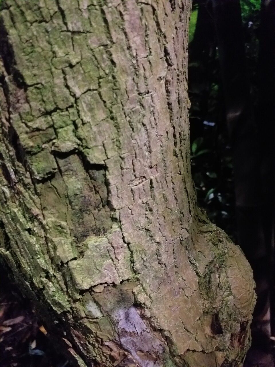 Coccoloba peltata bark