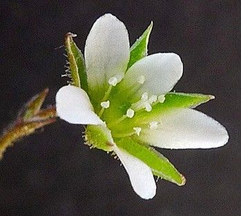 Arenaria modesta flower