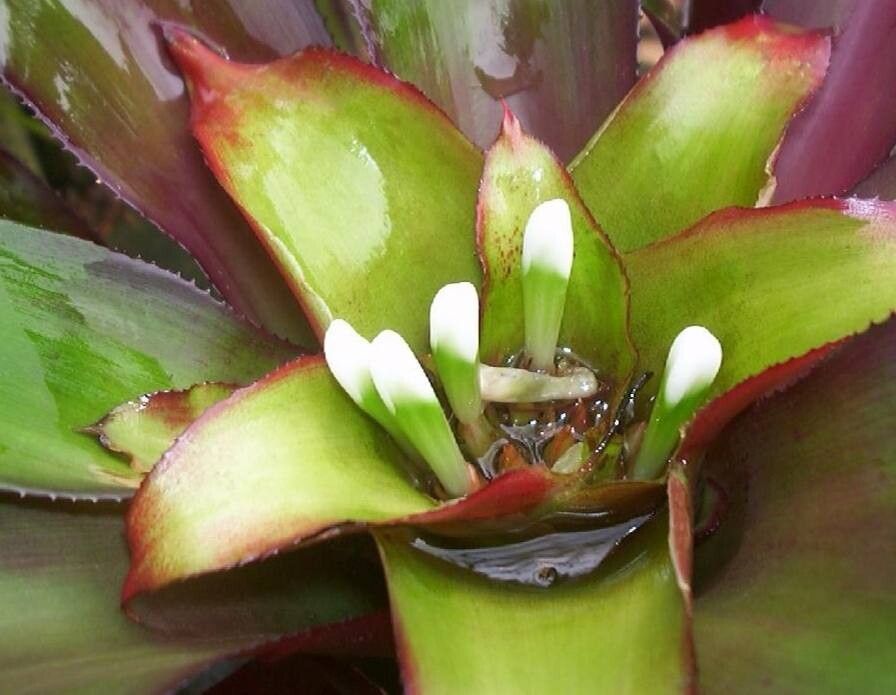 Nidularium rubens — houseplant care guide