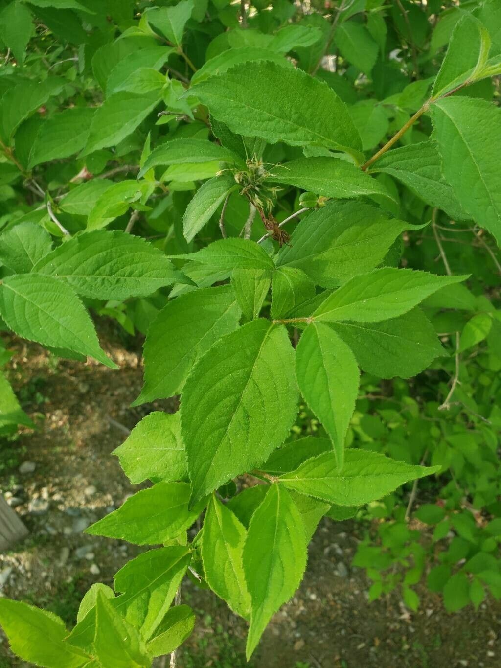 Weigela subsessilis — houseplant care guide