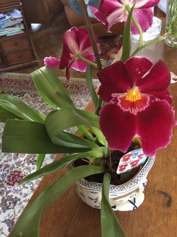 Miltoniopsis phalaenopsis habit