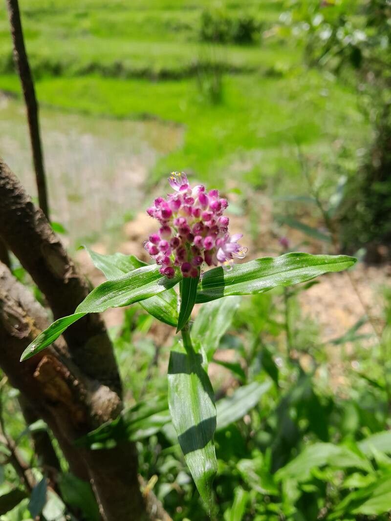Floscopa glomerata flower