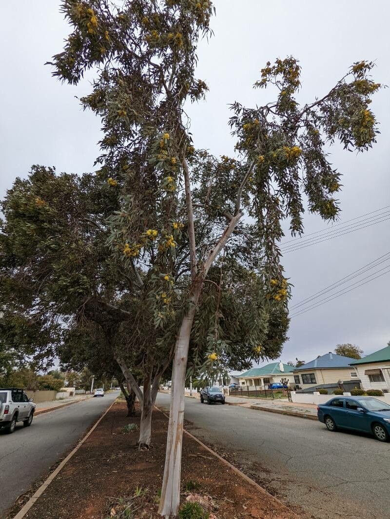 Eucalyptus woodwardii habit
