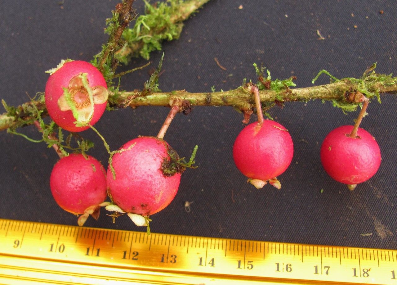 Eugenia grayumii fruit