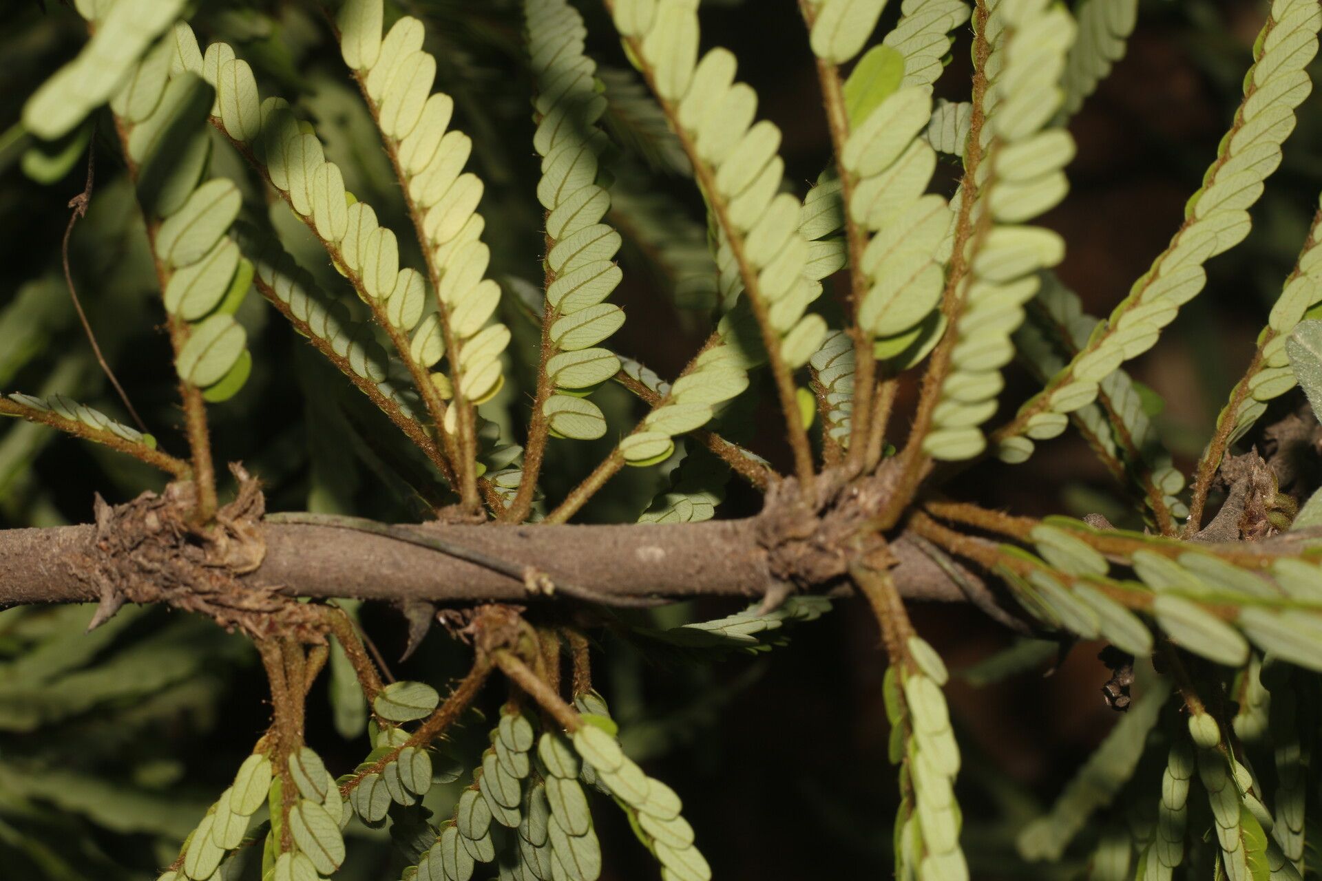 Machaerium cirrhiferum fruit