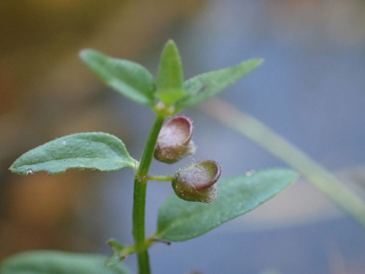 Scutellaria minor fruit