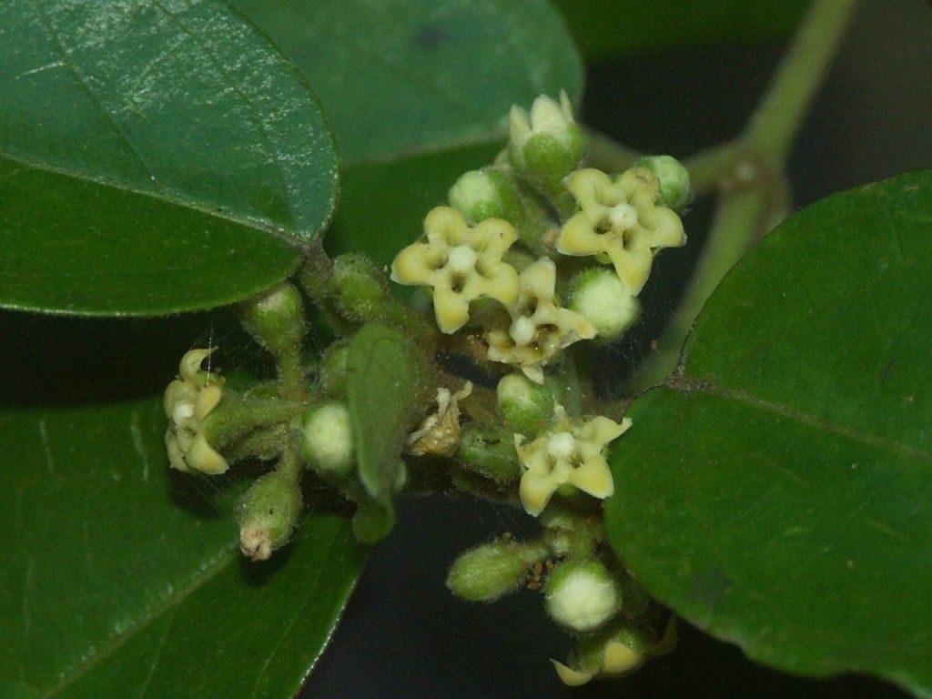 Gymnema tricholepis flower