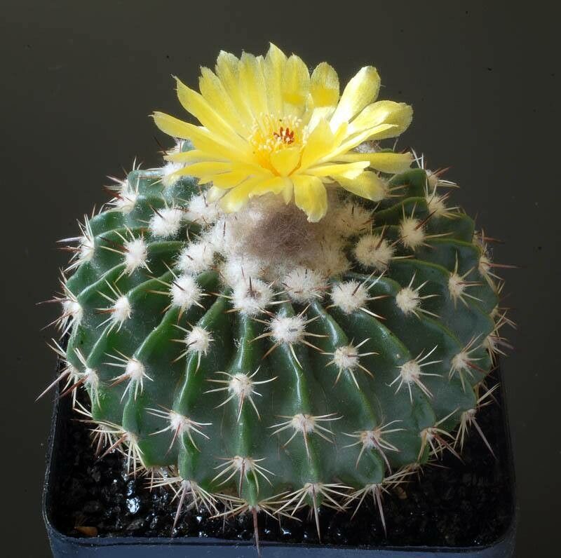 Parodia langsdorfii — houseplant care guide