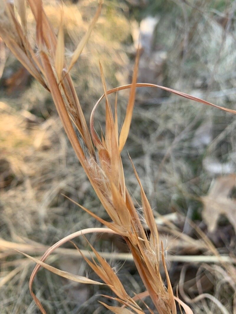 Andropogon gyrans — search result for 'Andropogon'