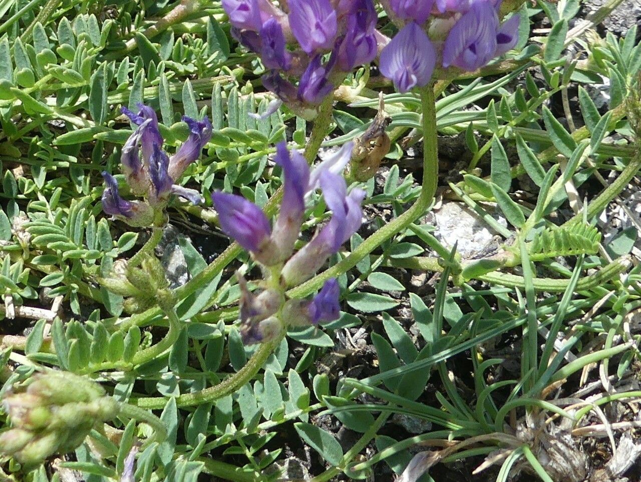 Astragalus leontinus bark